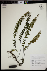 Hymenasplenium filipes image