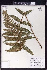 Polystichum anomalum image