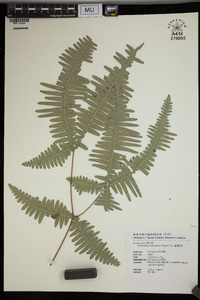 Dicranopteris taiwanensis image