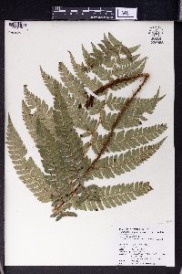 Polystichum biaristatum image