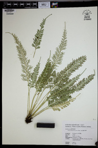 Asplenium prolongatum image