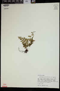 Cystopteris bulbifera image