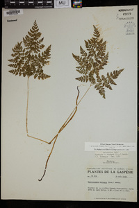 Cystopteris montana image