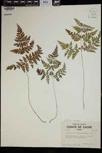 Cystopteris montana image