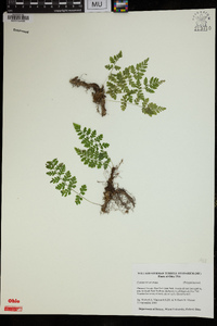 Cystopteris protrusa image