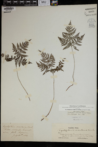 Cystopteris montana image