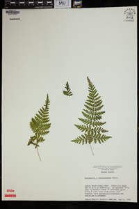 Cystopteris × tennesseensis image