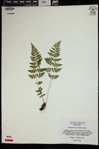 Cystopteris tenuis image