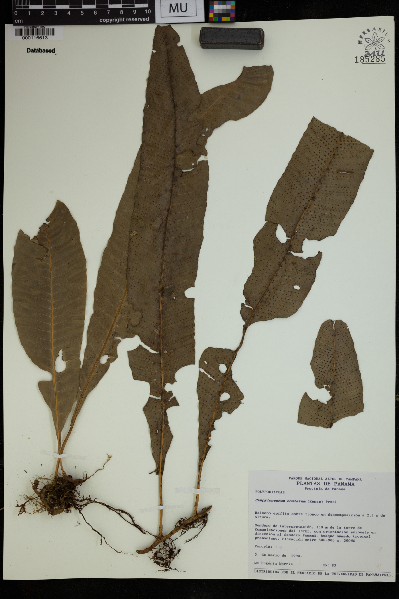 Campyloneurum costatum image