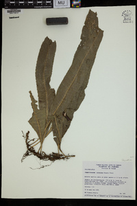 Campyloneurum costatum image