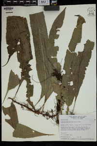 Campyloneurum costatum image