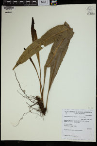 Campyloneurum major image