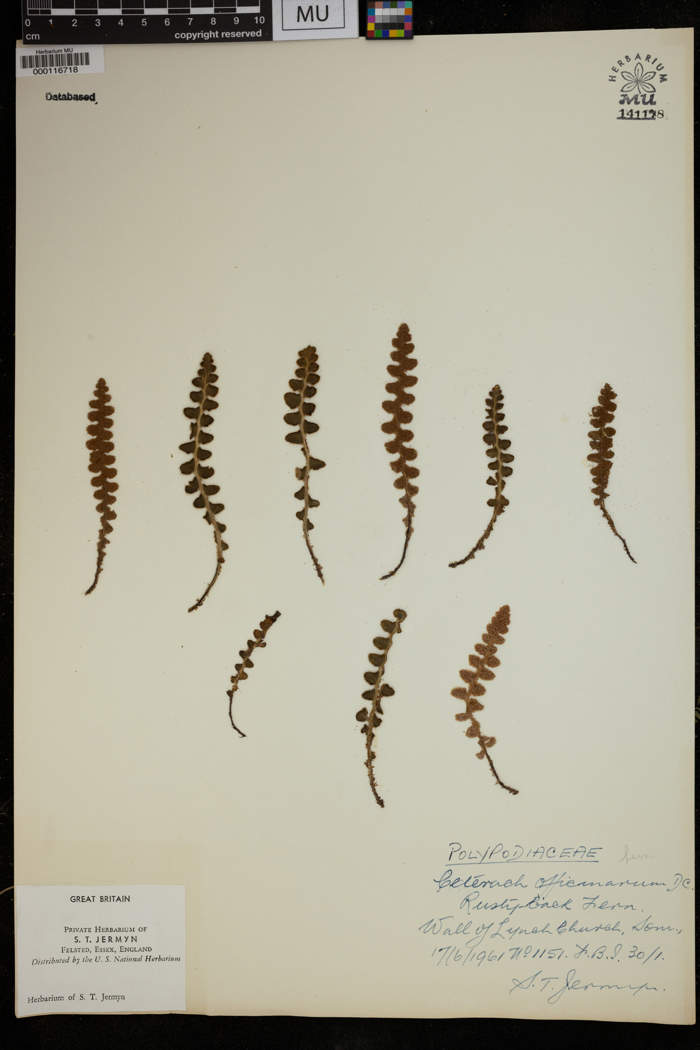 Ceterach officinarum image