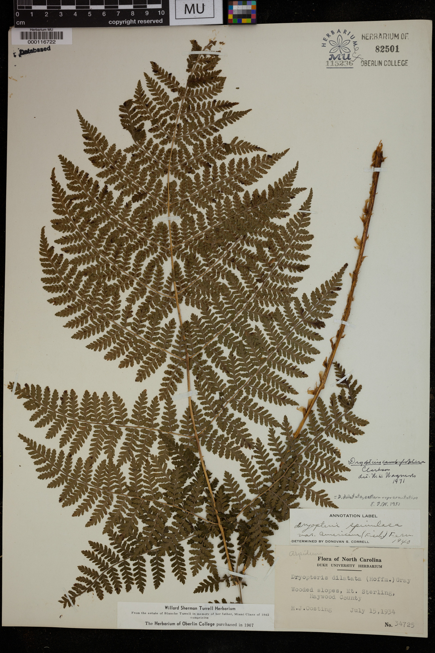 Dryopteris campyloptera image