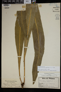 Campyloneurum phyllitidis image