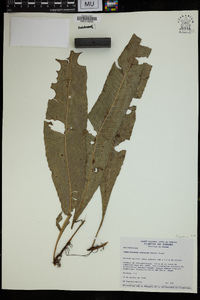 Campyloneurum costatum image