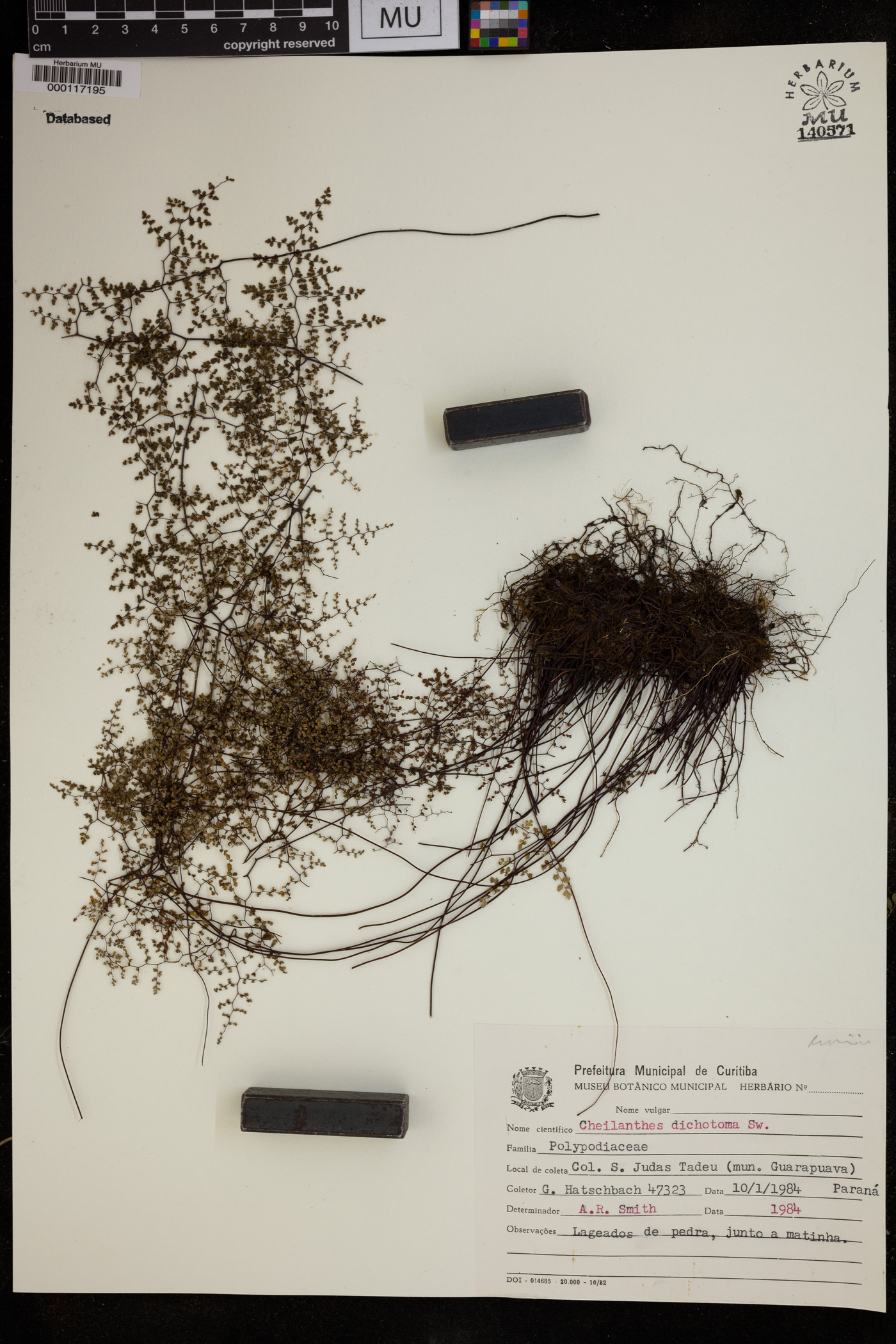 Adiantopsis dichotoma image