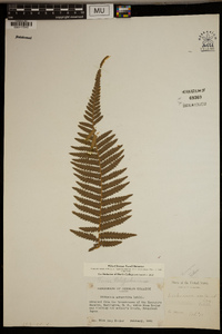 Dicksonia antarctica image