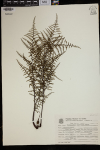 Image of Cheilanthes flexuosa