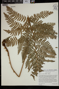 Dryopteris arguta image