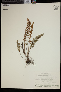 Myriopteris myriophylla image