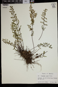 Myriopteris wrightii image