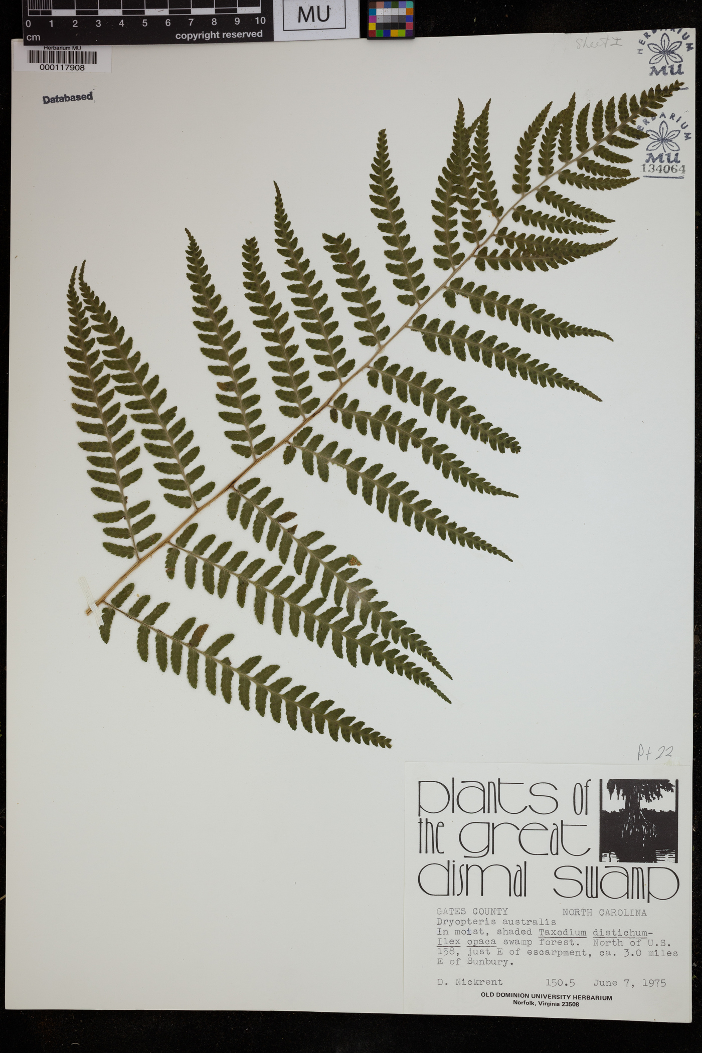 Dryopteris australis image