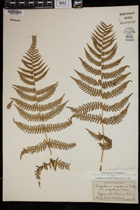 Dryopteris arguta image