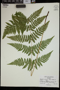 Dryopteris campyloptera image