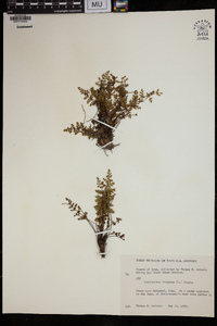 Cheilanthes pteridioides image