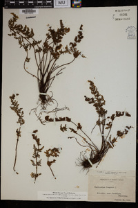 Cheilanthes pteridioides image