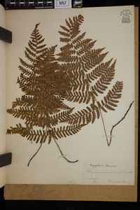 Dryopteris arguta image