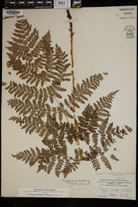 Dryopteris campyloptera image