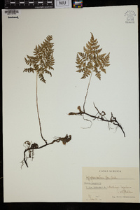 Cystopteris montana image