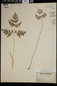 Cystopteris montana image