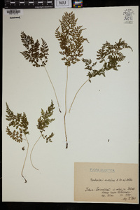 Cystopteris sudetica image