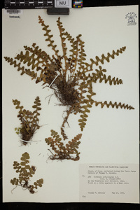 Ceterach officinarum image