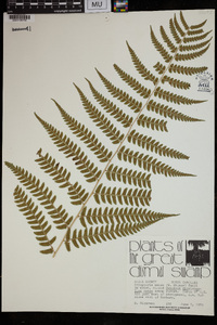 Dryopteris celsa image