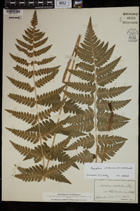 Dryopteris clintoniana image