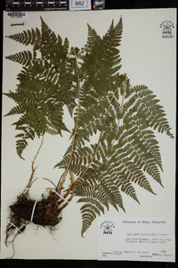 Dryopteris campyloptera image