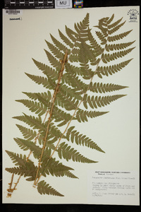 Dryopteris clintoniana image