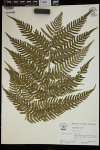 Dryopteris celsa image