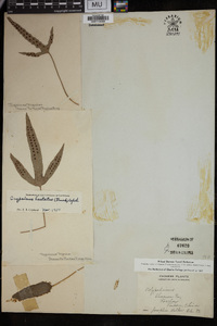 Crypsinus hastatus image