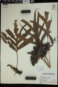 Crypsinus taeniatus image