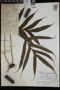 Crypsinus taeniatus image