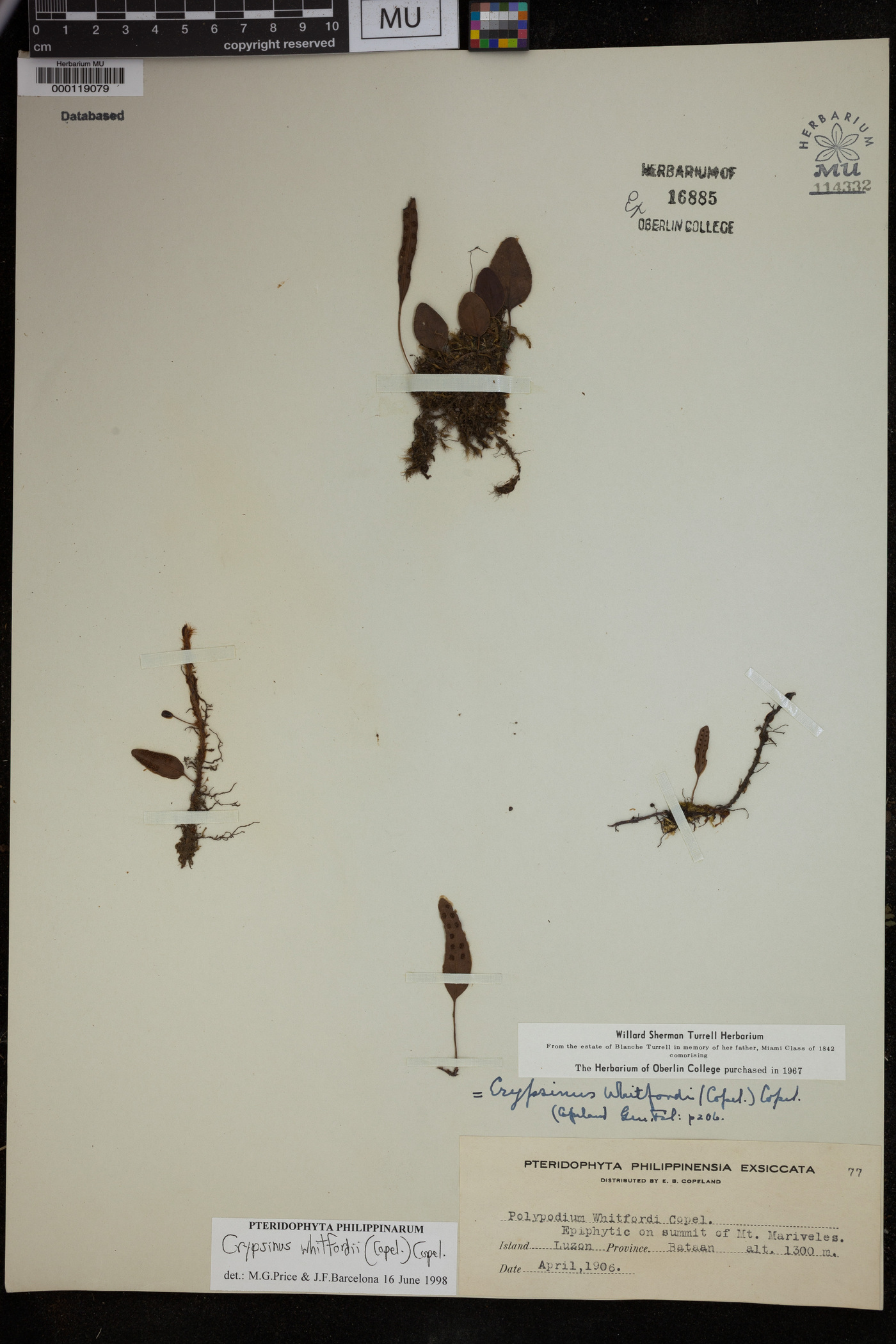 Selliguea whitfordii image