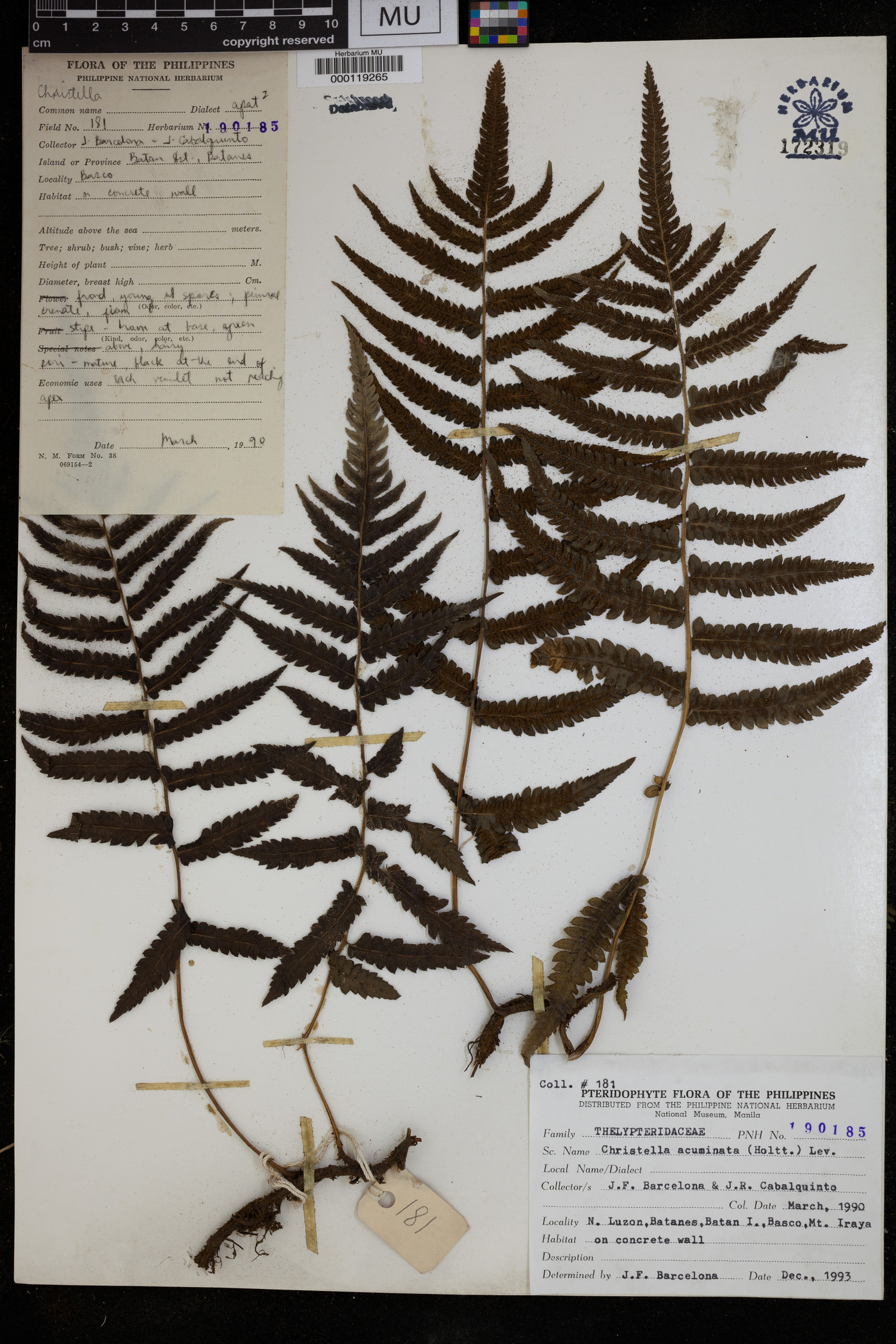 Christella acuminata image