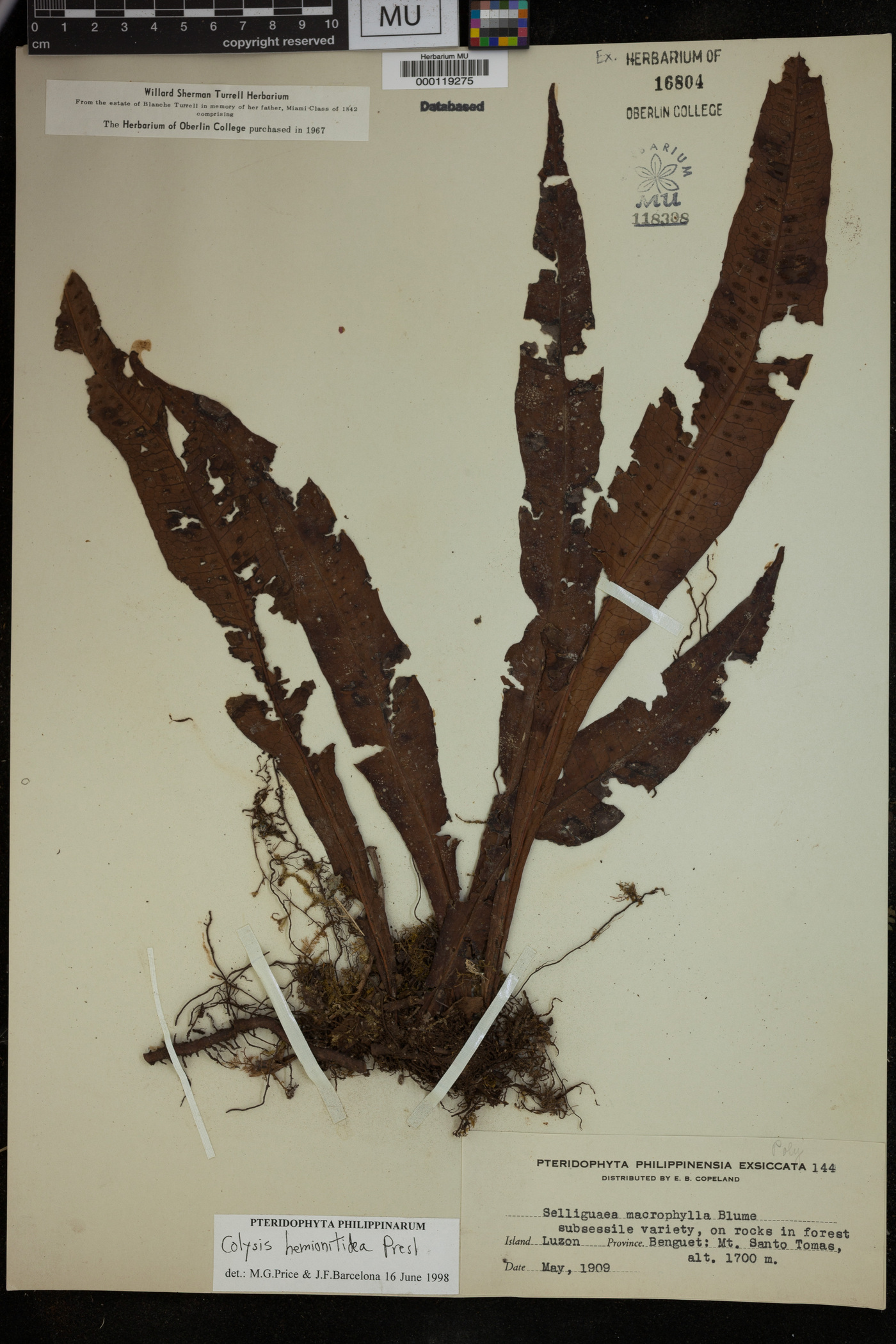 Leptochilus hemionitideus image