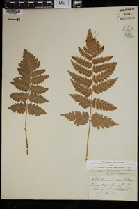 Dryopteris clintoniana image