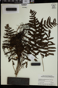 Coryphopteris pubirachis var. philippinensis image